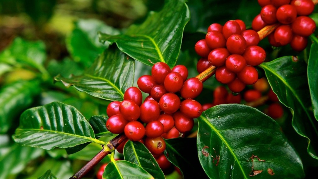 Attached ripe red coffee cherries, Central America